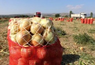 Soğanın fiyatı tarlada iki kat arttı