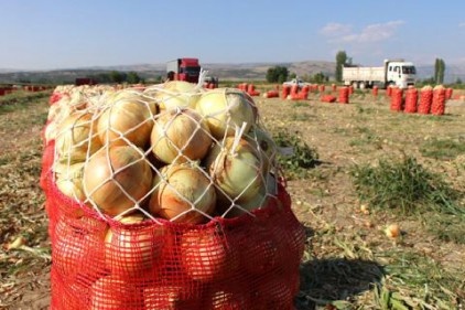 Soğanın fiyatı tarlada iki kat arttı