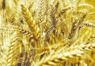 Soğuğa dayanıklı yerli buğday ve arpa