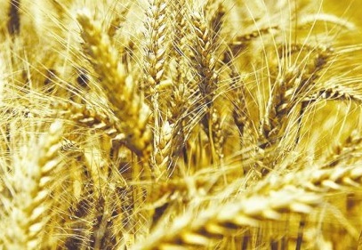 Soğuğa dayanıklı yerli buğday ve arpa