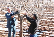 Soğuk hava ve kar yağışı fıstığı normal seyrine döndürdü