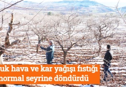 Soğuk hava ve kar yağışı fıstığı normal seyrine döndürdü