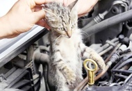 Soğuk havalarda elinizle kaputa vurmadan motoru çalıştırmayın