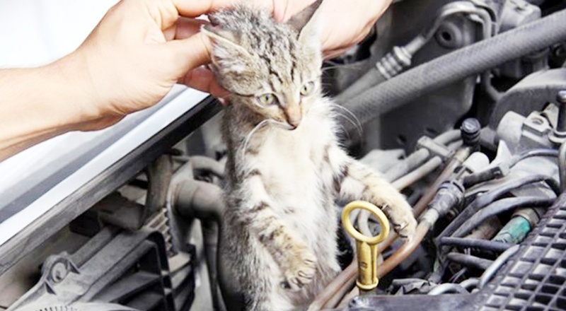 Soğuk havalarda elinizle kaputa vurmadan motoru çalıştırmayın