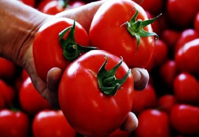 Soğuklar domatesin fiyatını yüzde 50 arttırdı