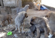 Sokağa terk edilmiş 5 yavru köpek yavrusu kurtarıldı