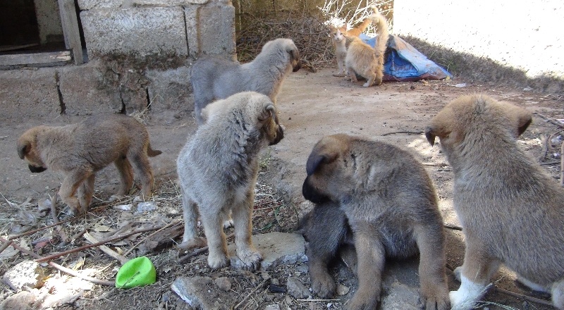 Sokağa terk edilmiş 5 yavru köpek yavrusu kurtarıldı