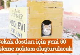 Sokak dostları için yeni 50 besleme noktası oluşturulacak
