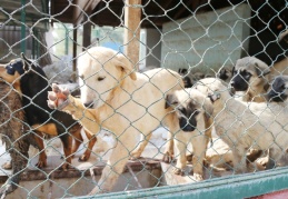 Sokak hayvanları rehabilite edilip doğal ortamlarına bırakılacak