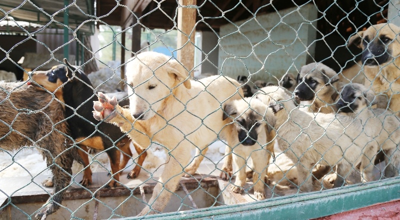 Sokak hayvanları rehabilite edilip doğal ortamlarına bırakılacak