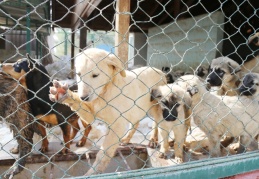 Sokak hayvanları rehabilite edilip doğal ortamlarına bırakılacak