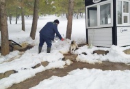 Sokak hayvanlarına mama ve su bırakılıyor