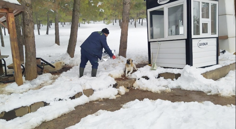 Sokak hayvanlarına mama ve su bırakılıyor