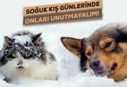 Sokak hayvanlarının korunması için sosyal sorumluluk bilinci arttırılmalı