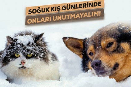 Sokak hayvanlarının korunması için sosyal sorumluluk bilinci arttırılmalı