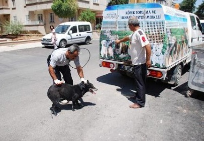 Sokak köpeği köşe kapmaca oynattı 