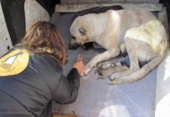 Sokak köpeğine sahip çıkıldı
