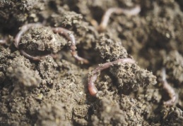 Solucanla milyonlar kazanıyor