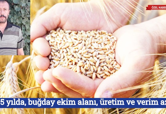 Son 5 yılda, buğday ekim alanı, üretim ve verim azaldı