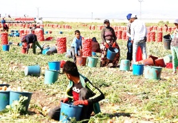 "Son 8 yılda en az 513 çocuk çalışırken hayatını kaybetti"