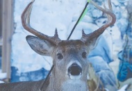 Son av sezonunda 7 bin hayvanın öldürülmesine izin verildi
