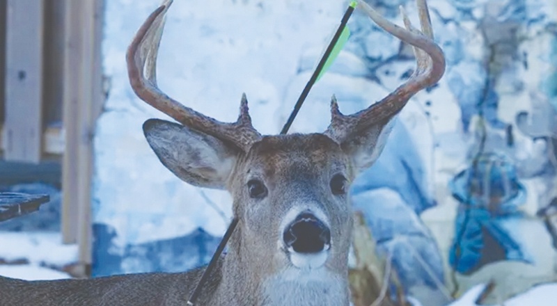 Son av sezonunda 7 bin hayvanın öldürülmesine izin verildi