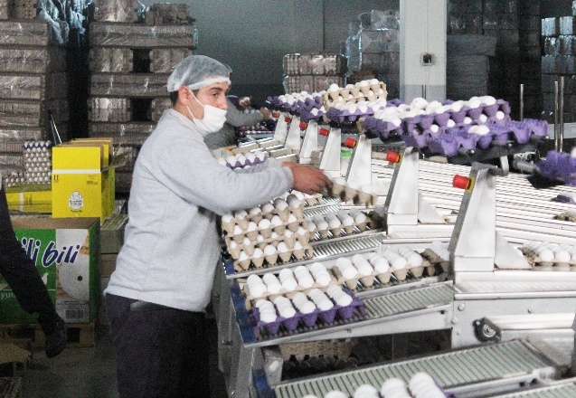 Son bir ay içerisinde, yumurtanın koli fiyatına yüzde 30 zam geldi