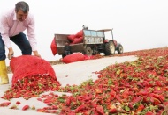 Son hasat biberler güneşe bırakılıyor