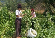Son ürünler hasat ediliyor