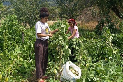 Son ürünler hasat ediliyor
