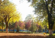 Sonbahar, doğayı sarıya boyadı…