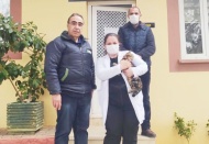 Sopalı saldırıya uğrayan kedi tedavi ve bakıma alındı