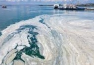 Sorun müsilaj değil kirlilik