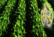 Soya fasulyesinde ekim dönemi başladı