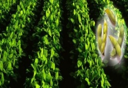 Soya fasulyesinde ekim dönemi başladı