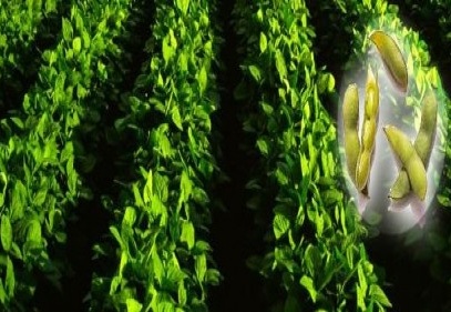 Soya fasulyesinde ekim dönemi başladı