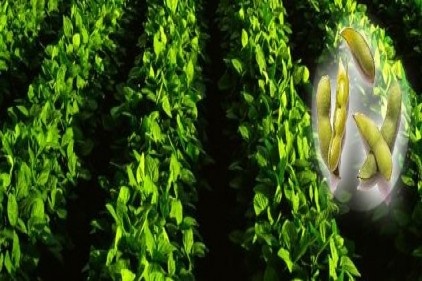 Soya fasulyesinde ekim dönemi başladı