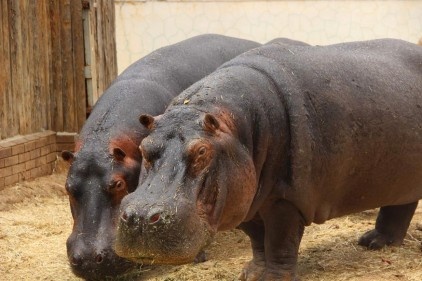 Su aykırları günde 50 kilo ot, meyve ve sebze tüketiyor