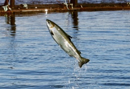 Su ekosistemlerine karışan uyuşturucular balıkları bağımlı yapıyor