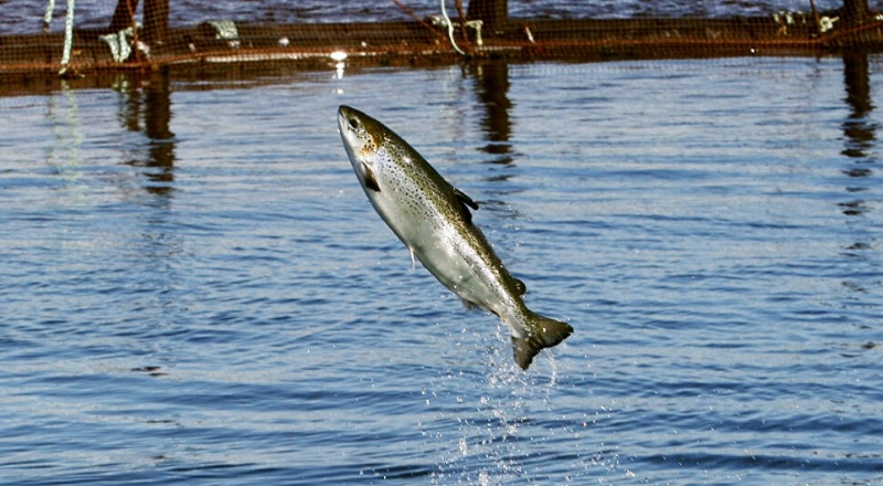 Su ekosistemlerine karışan uyuşturucular balıkları bağımlı yapıyor
