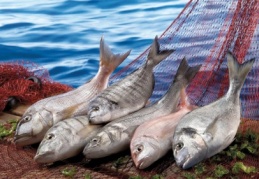 Su ürünlerinde ihracat 3.5 milyar dolar olacak