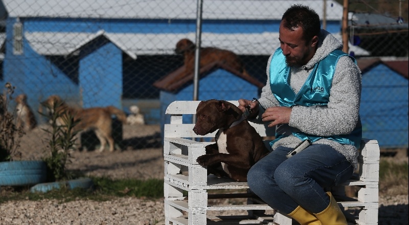 Suçlu, köpek değil, ona bakan sahibidir