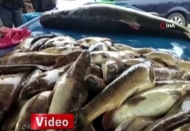 Sudan çıkarmaları 1 saatlerini aldı... Dev Turna balığı Erzincan'da ilgi odağı oldu