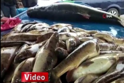 Sudan çıkarmaları 1 saatlerini aldı... Dev Turna balığı Erzincan&#039;da ilgi odağı oldu