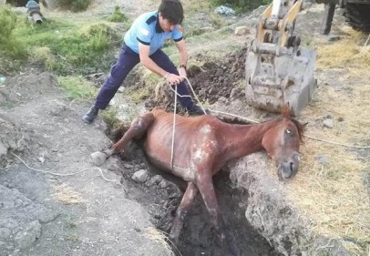 Sulama kanalına düşen atı itfaiye kurtardı