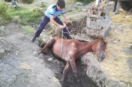 Sulama kanalına düşen atı itfaiye kurtardı