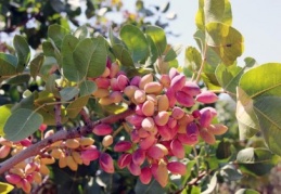 Sulama, yüksek rekolte için hayati önem taşıyor