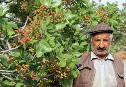 Sulanmazsa, olgunlaşmadan dökülecek