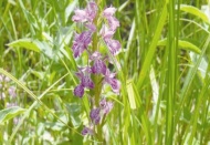 Sular altında kalacak özellikli bitkiler koruma altına alınacak