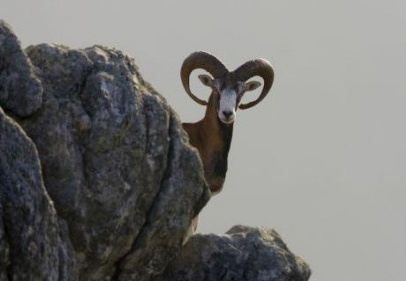 Sular azalıyor, hava kirleniyor, canlılar yok oluyor